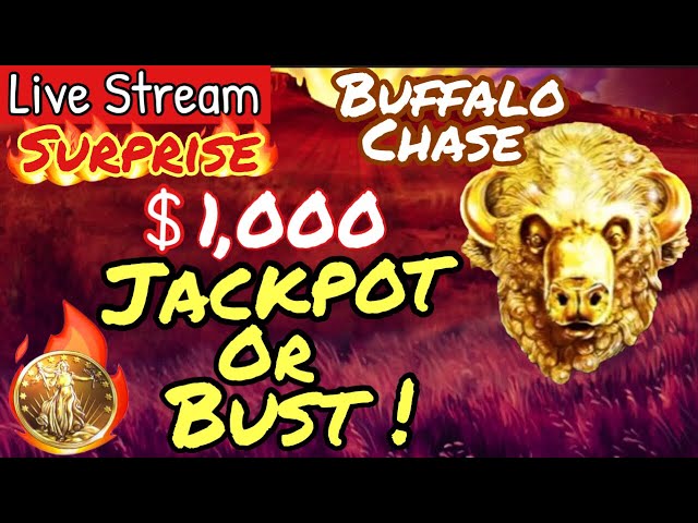 Buffalo Gold | 1,000 Live Slot Machine Challenge