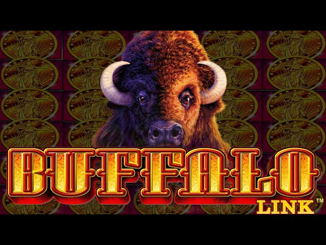 Buffalo Link Slot Machine Win!