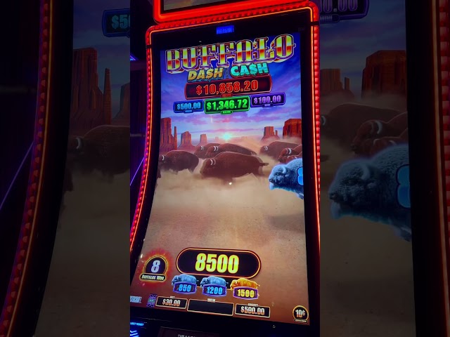 Dash For CASH! Buffalo! #slots #staceyshighlimitslots #casinogame