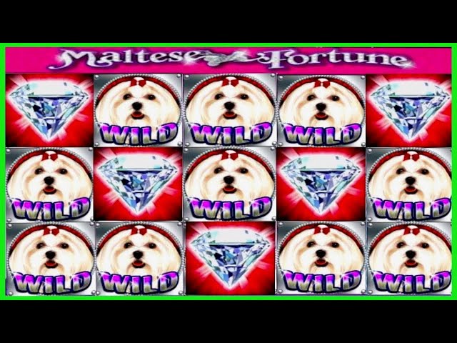 JACKPOT HANDPAY$300 BETSMALTESE FORTUNE HIGH LIMIT SLOT MACHINE BUENO DINERO MUSEUM SLOTS IGT